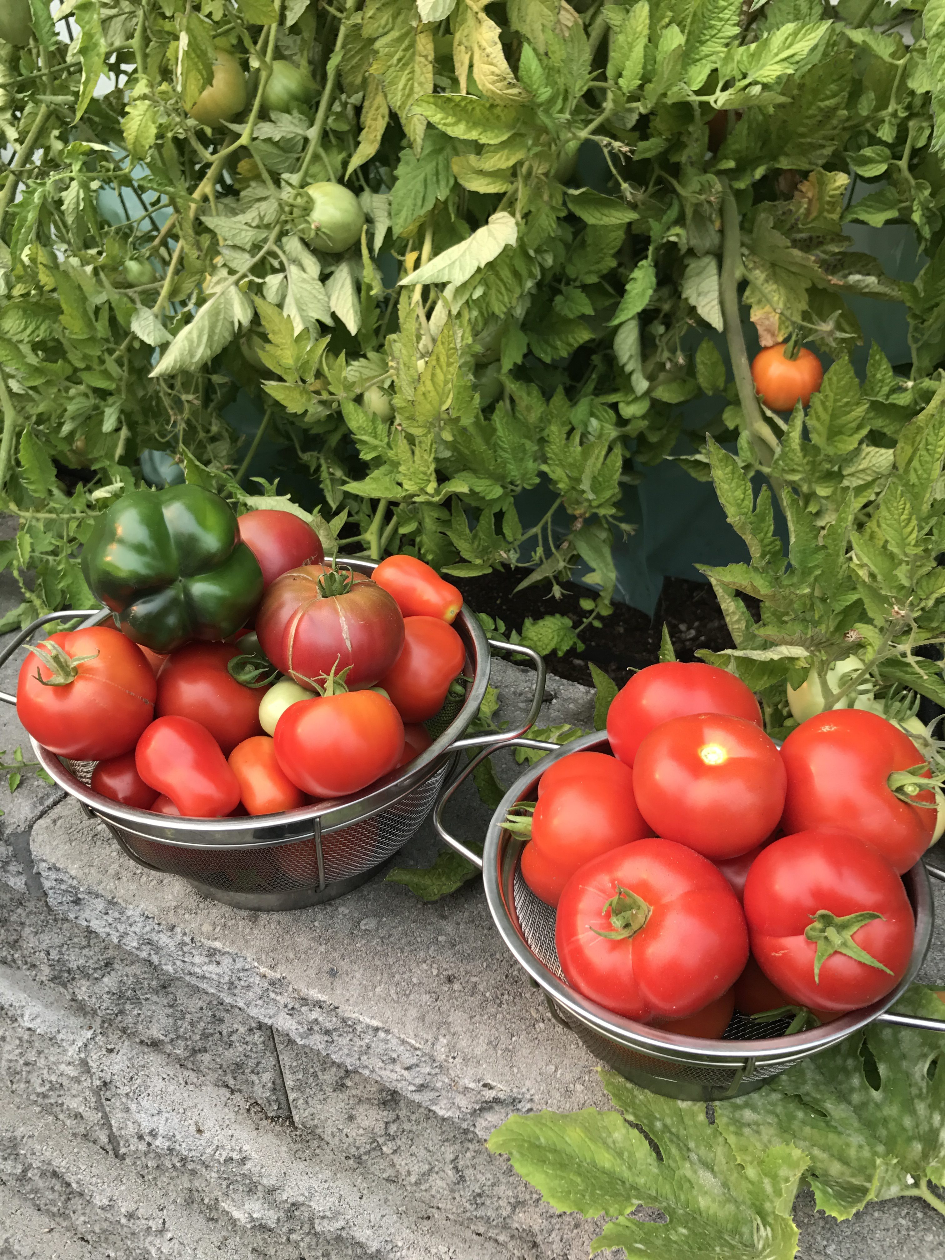Jumbo Seared Scallops and Wild Rice BREAKING BREAD INSTEAD